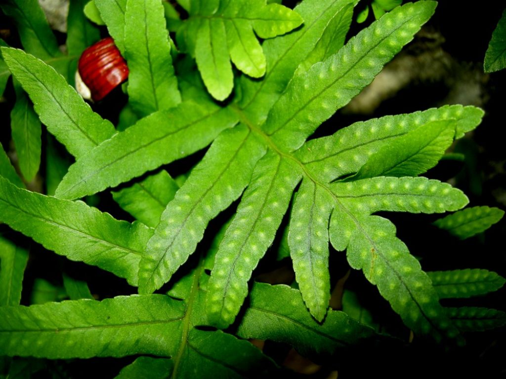 Polypodium cfr. vulgare